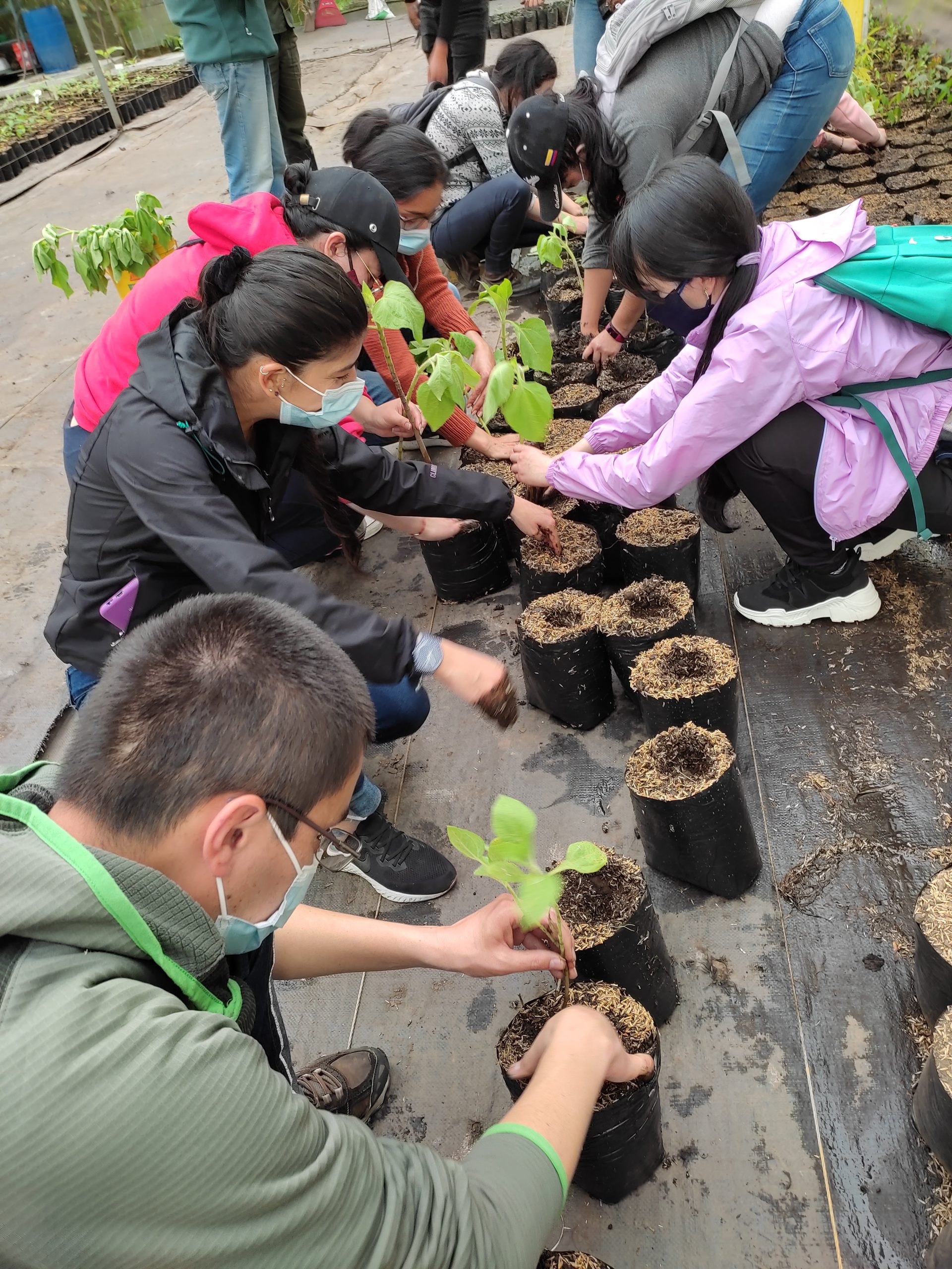 preparando_siembra Preparando actividad siembra